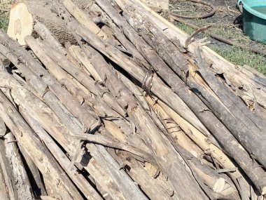 Ormanın istiflenmiş kütükleri