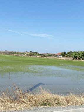 Tayland 'daki Chachoengsao' da yeşil pirinç tarlası..