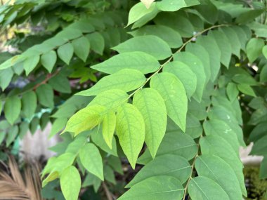 Phyllanthus acidus ağacının yaprakları, yaklaşın.