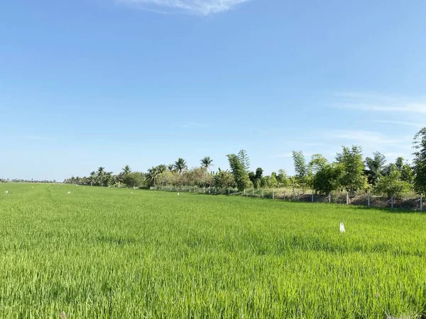 Tayland Chachoengsao Genç Bir Pirinç Çiftliğinin Güzel Manzarası — Stok fotoğraf