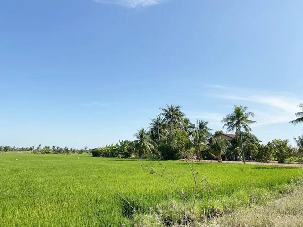 Gyönyörű Zöld Rizsföld Természet Utazási Koncepció Chachoengsao Thaiföldön — Stock Fotó