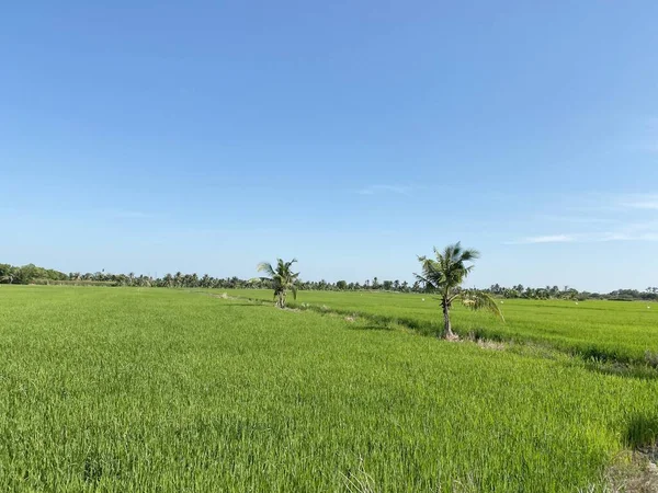 Green Rice Field Chachoengsao Thailand — стокове фото
