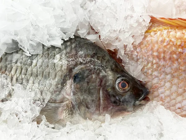 市場に出回っている新鮮な魚介類は — ストック写真