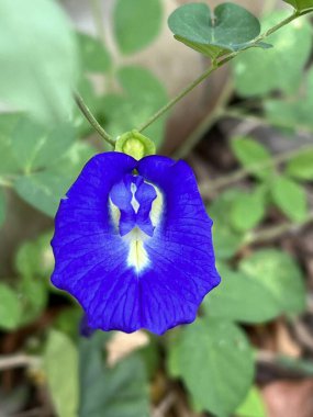 Bahçedeki güzel kelebek çiçekleri