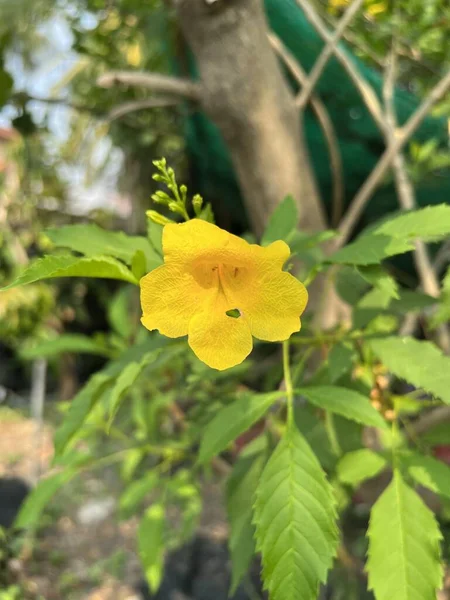Tecoma Stans Trumpetbush Λουλούδι Στον Κήπο Της Φύσης — Φωτογραφία Αρχείου