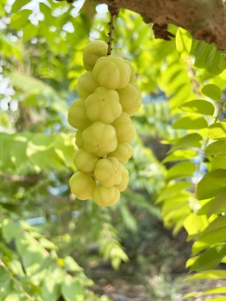 Fresh Star Gooseberry Fruit Nature Garden — Stock Photo, Image
