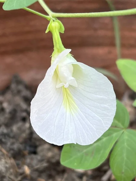 Bianco Clitoria Ternatea Fiore Nel Giardino Naturale — Foto Stock