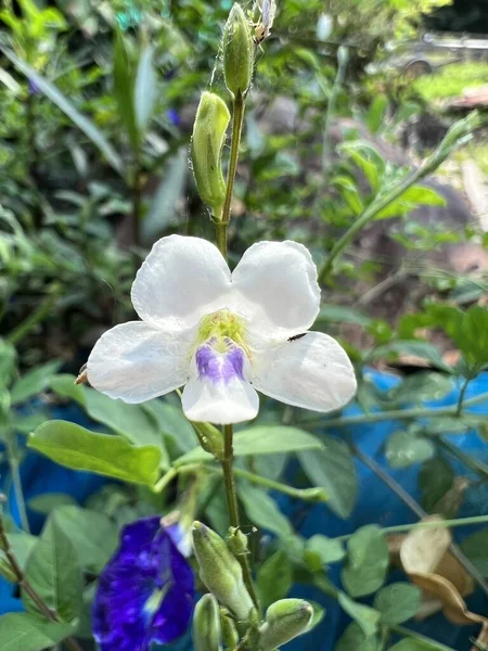 Λευκό Λουλούδι Στον Κήπο — Φωτογραφία Αρχείου