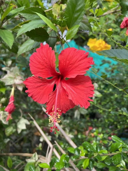 Hermosa Flor Hibisco Rojo Jardín Concepto Verano Primer Plano — Foto de Stock