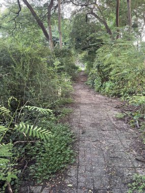 Chonburi Tayland 'daki ormanın güzel manzarası.