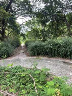 Chonburi Tayland 'daki parkta yeşil orman.