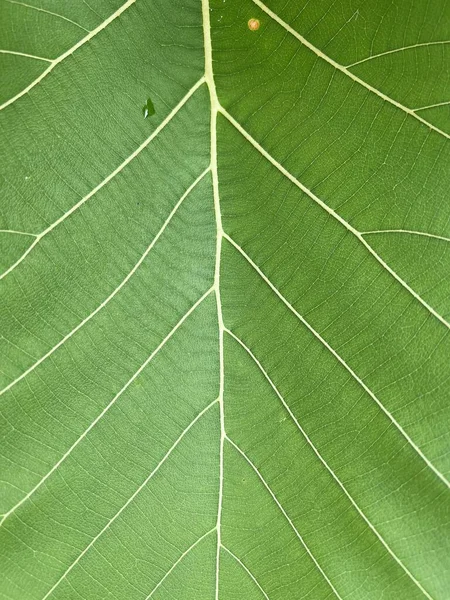 Green Teak Leaf Texture Background — 图库照片