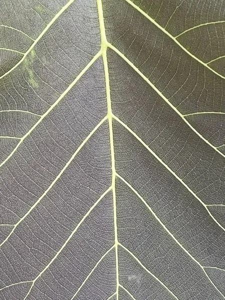 Зеленые Листья Тика Флора Листва — стоковое фото