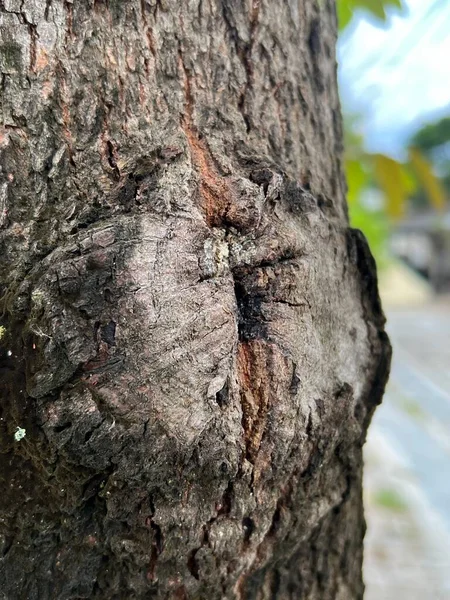 Close Old Tree Bark Texture — Stockfoto