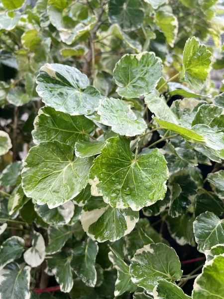 Grüne Mistel Feigenblätter Einer Pflanze Garten — Stockfoto