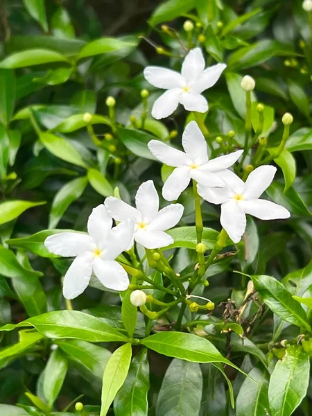 Weiße Gardenia Jasminoides Blüht Garten — Stockfoto