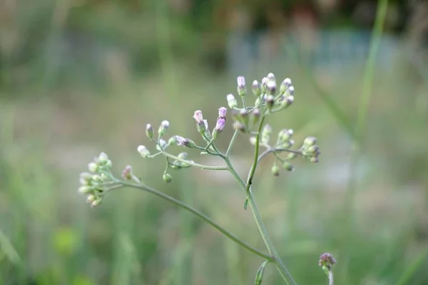 Schöne Kleine Eisenblumen Garten — Stockfoto
