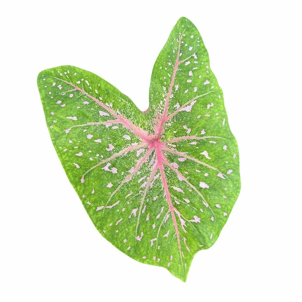 Green Caladium Colocasia Esculenta Leaf Plant Isolated White Background — Photo