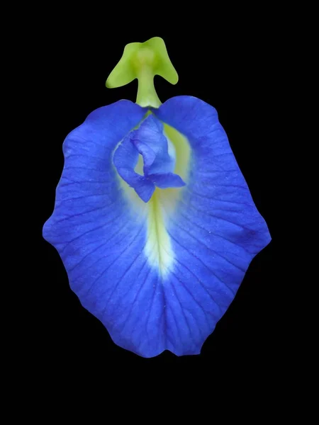 stock image beautiful butterfly pea flower isolated on black background