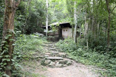 Ormandaki tuvalete giden yol.