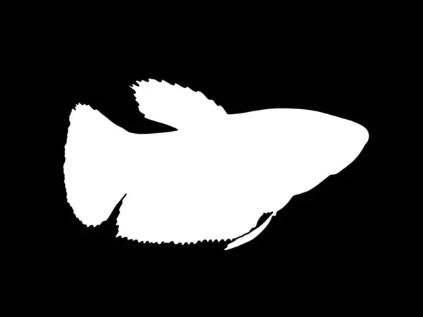 Bir Betta Balığının Siyah Silueti — Stok fotoğraf