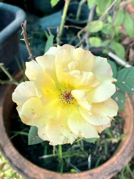Красивые Цветы Розы Саду — стоковое фото