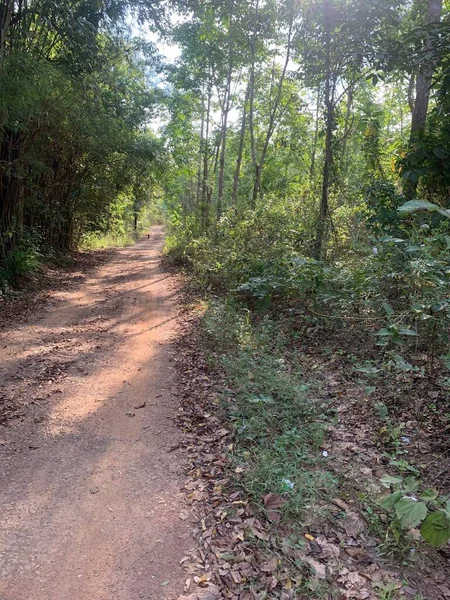 Route Dans Forêt Chonburi Thaïlande — Photo