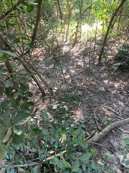 Chonburi Tayland 'daki ormanda yeşil yapraklar.