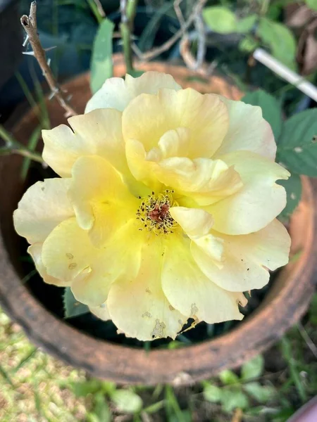 Doğanın Bahçesinde Sarı Gül Çiçeği — Stok fotoğraf