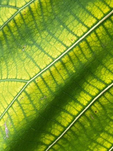 stock image green teak leaf texture, background