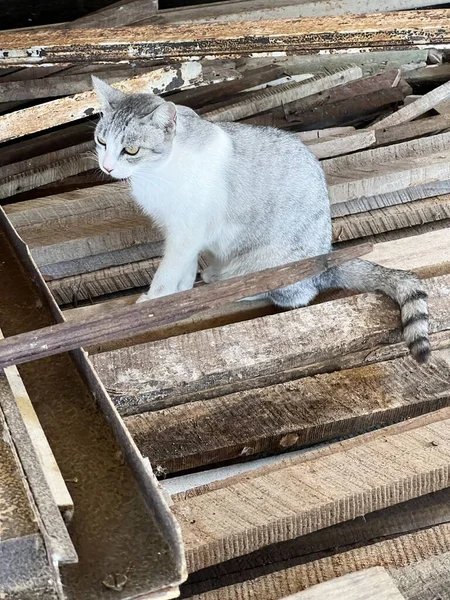 Cute Cat Abandoned Home — Fotografia de Stock