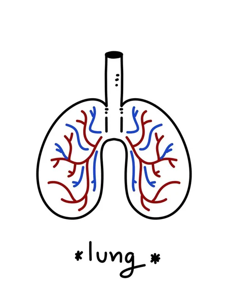 Ilustracja Ludzkich Płuc — Zdjęcie stockowe