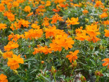 Bahçede kozmos çiçekleri