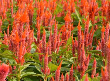 Bahçedeki güzel kırmızı çelenk çiçeği.