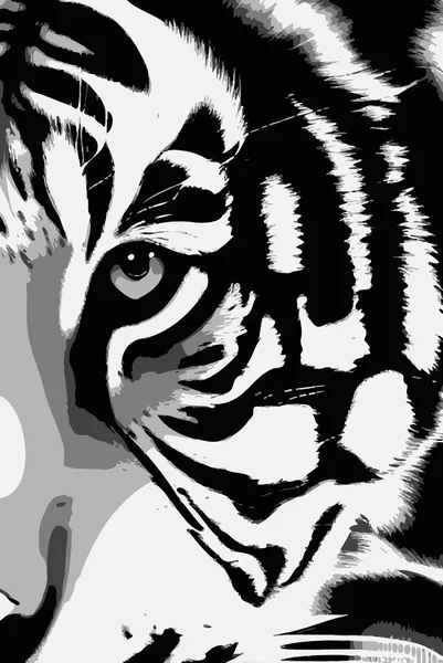 Black White Tiger Face — Stock fotografie
