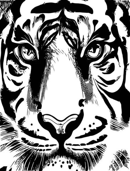 Black White Tiger Face — Zdjęcie stockowe