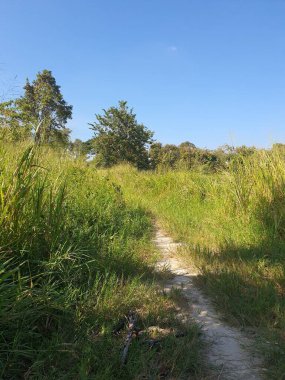 beautiful landscape with a path and a tree at Chonburi Thailand