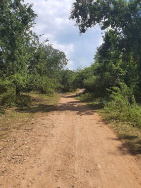Chonburi Tayland 'daki ormanda yol.