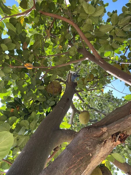 fresh ripe jackfruit fruits on the tree