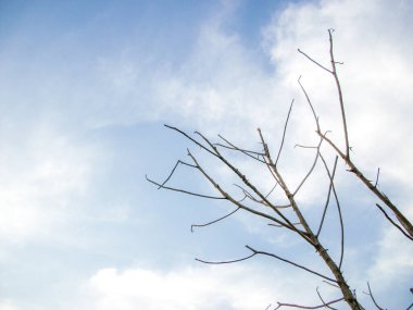 Gökteki ağaç dalları