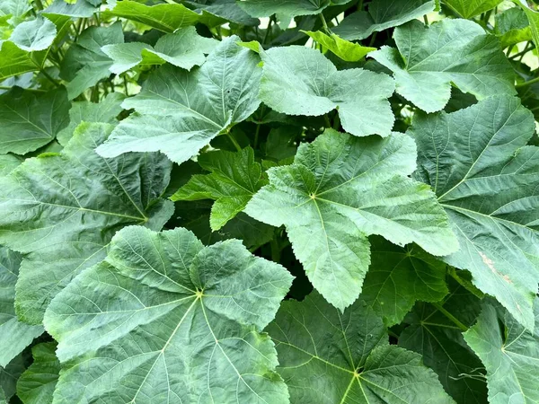 Green Abelmochus Esculentus Leaves Nature Garden — Fotografia de Stock