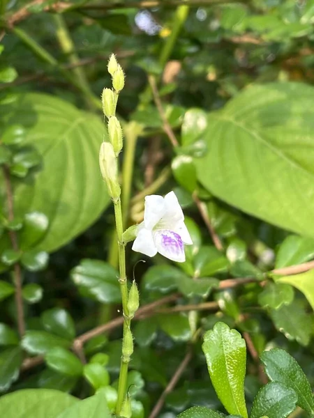 Biały Kwiat Ogrodzie Przyrody — Zdjęcie stockowe