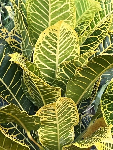 Grüne Schrittblätter Einer Pflanze — Stockfoto