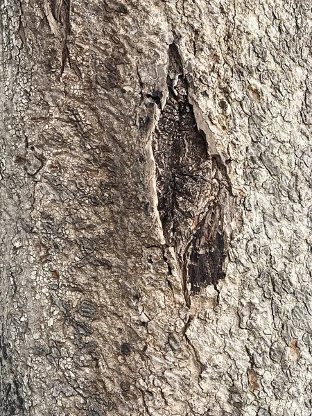 Ağaç Kabuğu Dokusunu Kapat — Stok fotoğraf