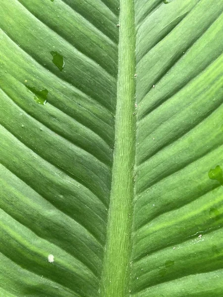 Grön Curcuma Comosa Löv Struktur Bakgrund Närbild — Stockfoto