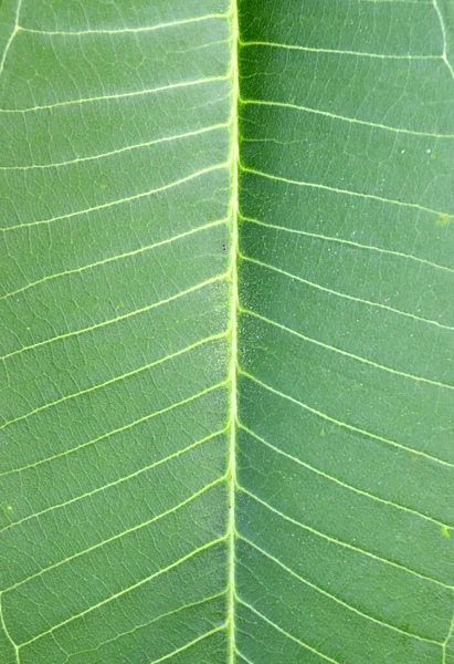 Green Plumeria Leaf Texture Background — Stock fotografie