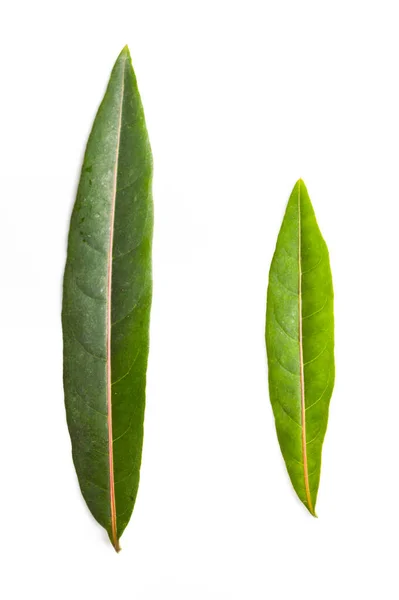 Green Ruellia Tuberosa Leaves Plant Isolated White Background — Stockfoto
