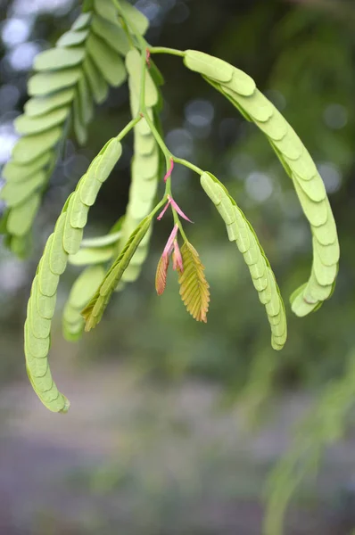 Hojas Tamarindo Verde Árbol Bosque —  Fotos de Stock