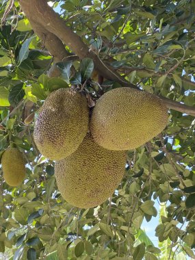 ripe Jackfruit  fruits on the tree