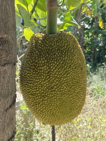 Ώριμα Κίτρινα Φρούτα Jackfruit Στο Δέντρο — Φωτογραφία Αρχείου